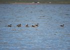 Zwaangans (Swan goose) Anser cygnoides - Ogii Nuur 14-08-2016 (6)